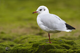 Image. Black-headed Gull