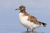 Image. Black-headed Gull