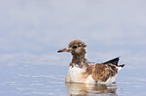 Image. Black-headed Gull
