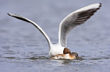 Image. Black-headed Gull