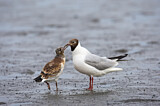 Image. Black-headed Gull
