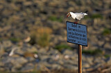 Image. Black-headed Gull