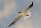 Image. Black-headed Gull