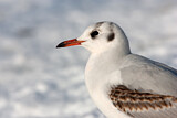 Image. Black-headed Gull