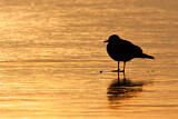 Image. Black-headed Gull