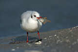 Image. Black-headed Gull
