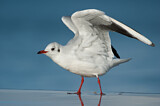 Image. Black-headed Gull