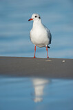 Image. Black-headed Gull