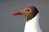 Image. Black-headed Gull