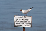Image. Black-headed Gull