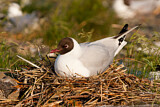 Image. Black-headed Gull