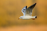 Image. Black-headed Gull