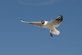Image. Black-headed Gull