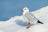 Image. Black-headed Gull