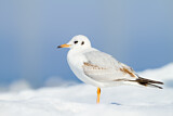 Image. Black-headed Gull