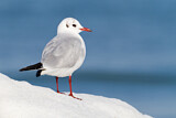 Image. Black-headed Gull