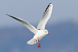 Image. Black-headed Gull