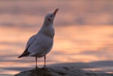 Image. Black-headed Gull