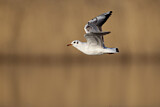 Image. Black-headed Gull