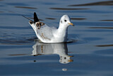 Image. Black-headed Gull