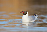 Image. Black-headed Gull