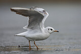 Image. Black-headed Gull