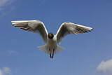 Image. Black-headed Gull