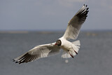 Image. Black-headed Gull