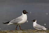 Image. Black-headed Gull