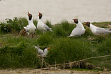 Image. Black-headed Gull