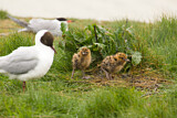 Image. Black-headed Gull