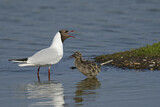 Image. Black-headed Gull