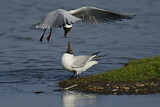 Image. Black-headed Gull