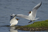 Image. Black-headed Gull