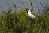 Image. Black-headed Gull