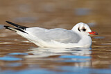 Image. Black-headed Gull