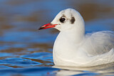 Image. Black-headed Gull