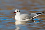 Image. Black-headed Gull