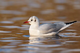 Image. Black-headed Gull