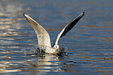 Image. Black-headed Gull