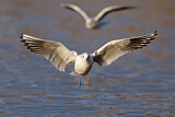 Image. Black-headed Gull