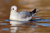 Image. Black-headed Gull