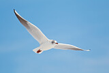 Image. Black-headed Gull