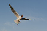 Image. Black-headed Gull