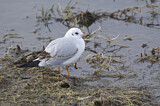 Image. Black-headed Gull