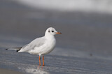 Image. Black-headed Gull