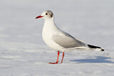 Image. Black-headed Gull