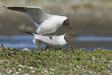 Image. Black-headed Gull