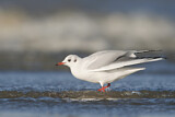 Image. Black-headed Gull