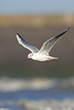 Image. Black-headed Gull